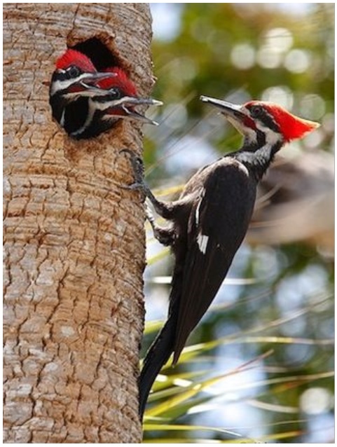 [Image: Pileated-Woodpecker.jpg]