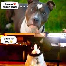 Dog-Cat-Penis-Face