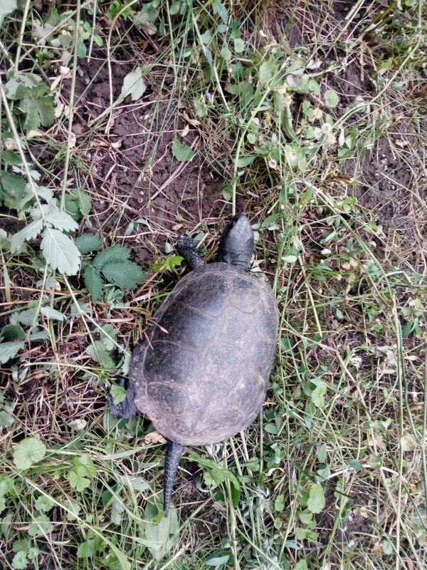 IMG-20180806-WA0005