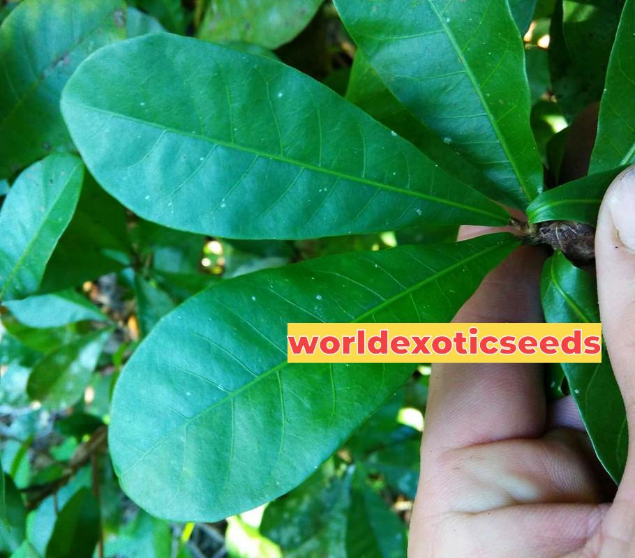 Miracle Fruit(Big) 2