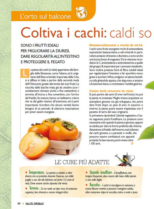 Sal Nat Set 2024 (11)