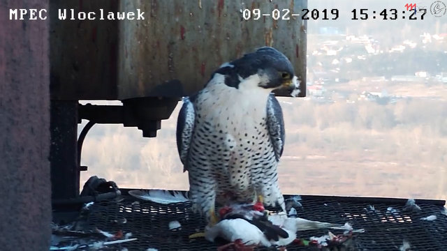 Włocławek . - Pagina 2 Przechwytywanie-w-trybie-pe-noekranowym-09-02-2019-154410
