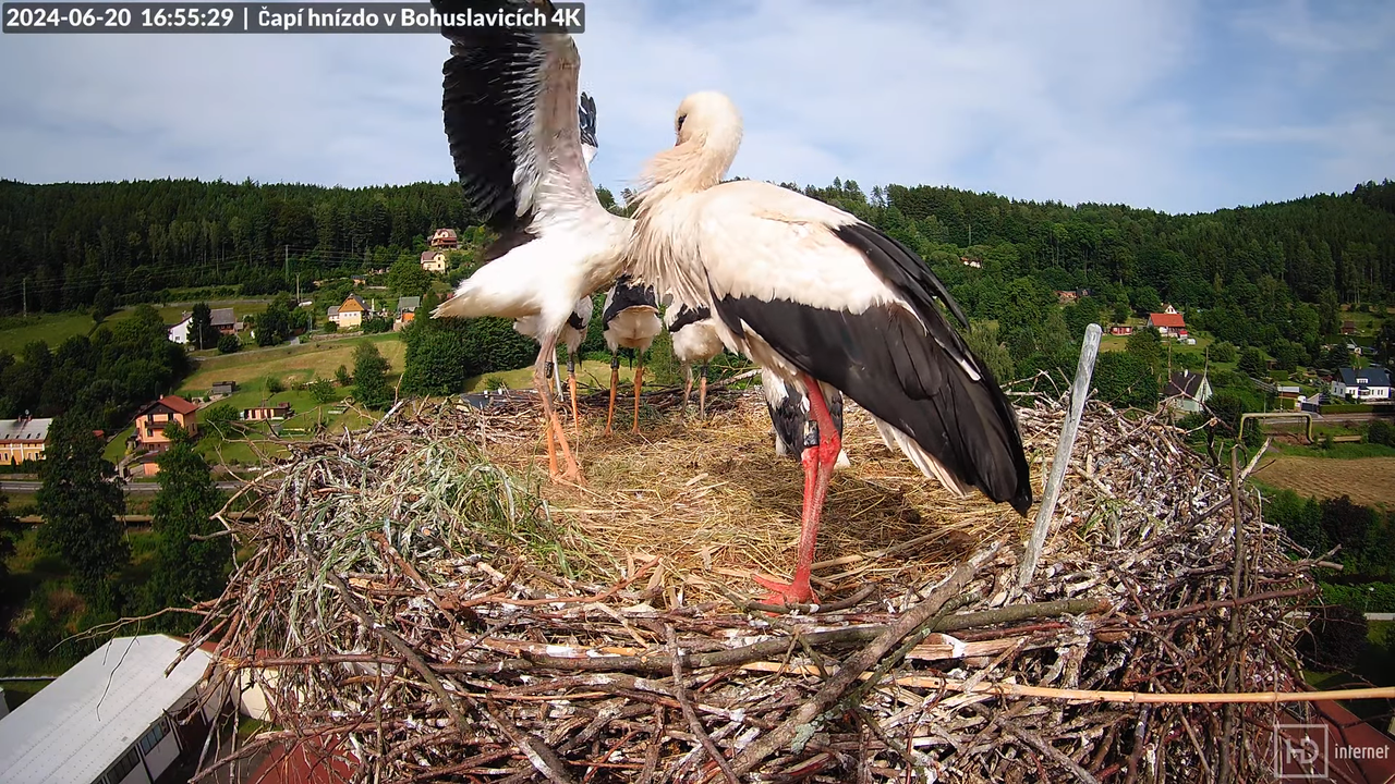 Živě z čapího komína firmy KARA v Bohuslavicích u Trutnova 8-8-4 screenshot