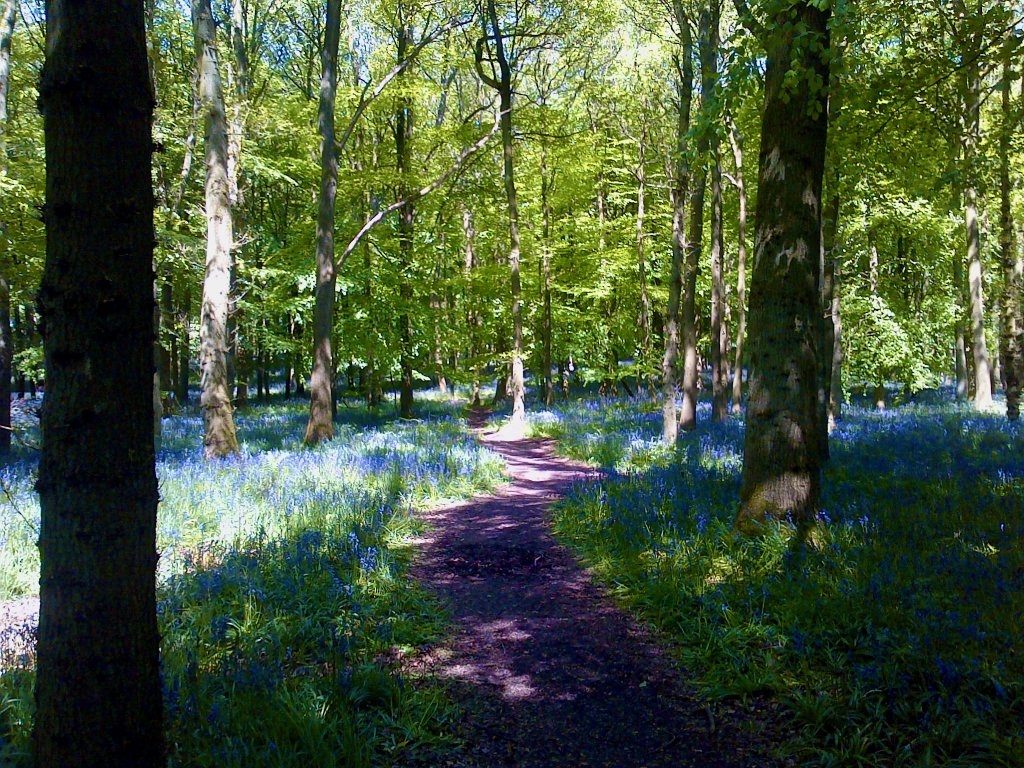 Bluebell-woods.jpg