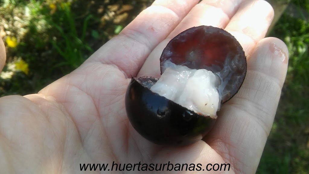 huertasurbanas_com_20181027_085223Jaboticaba_campo_ramon_-14