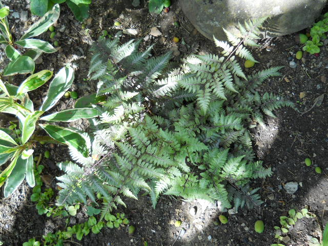 DSCN5497