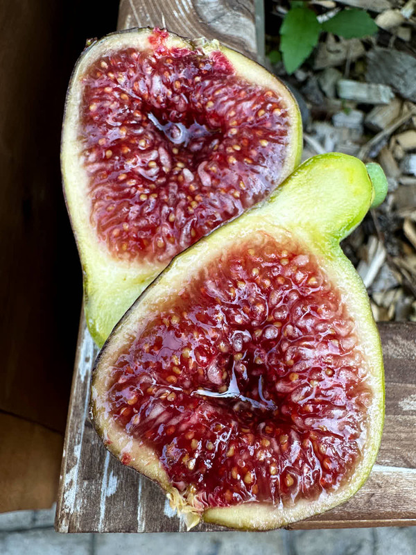 figs-25.jpg
