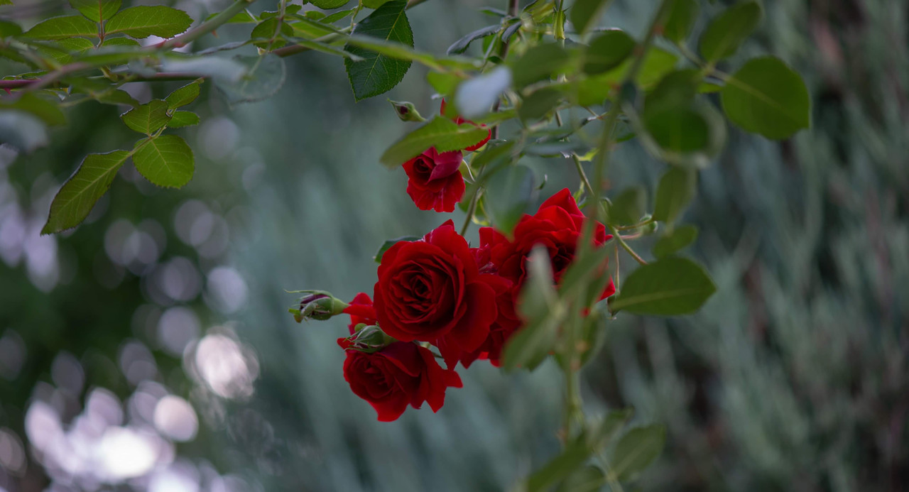 Received 4312038635532862 Postimages