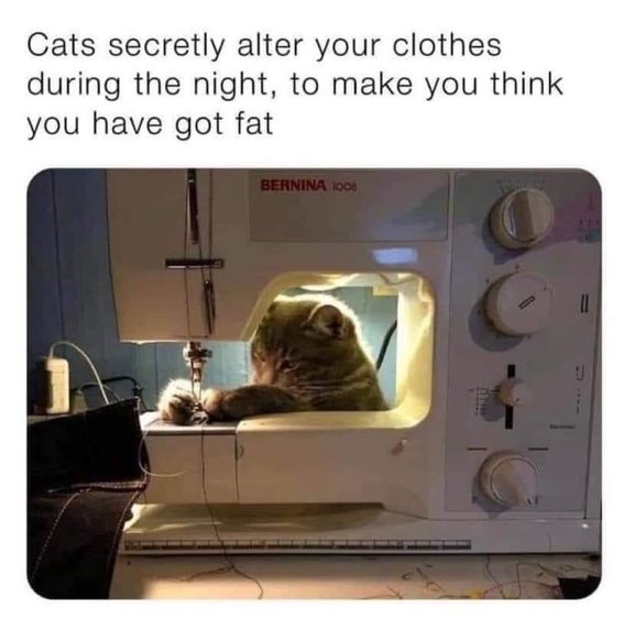 [Image: Cats-sec.jpg]