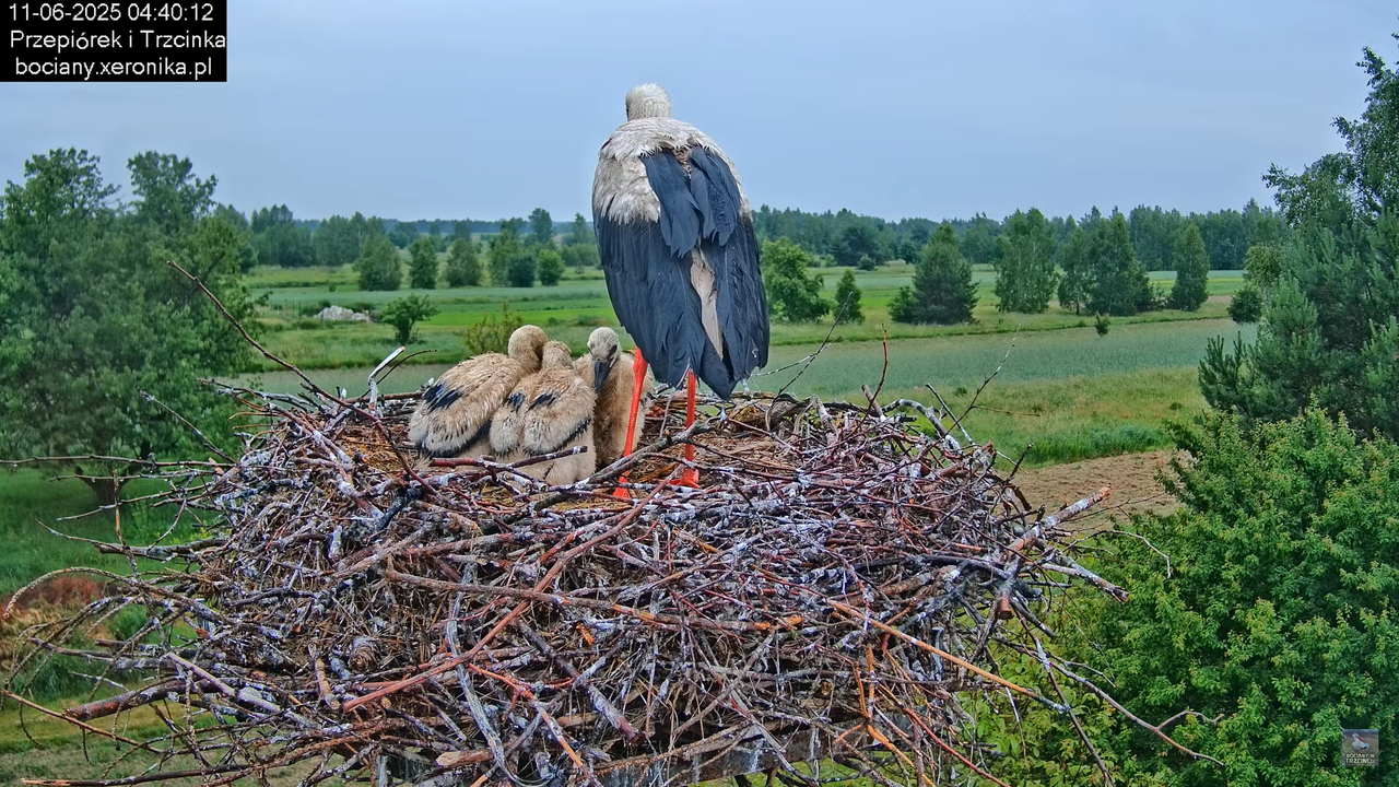 11062025bociany3