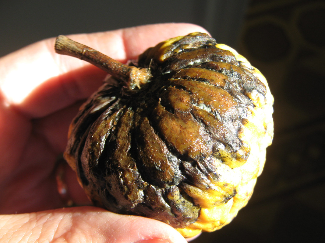 arachichu_fruit__--rollinia_ID_20150622T153745.j