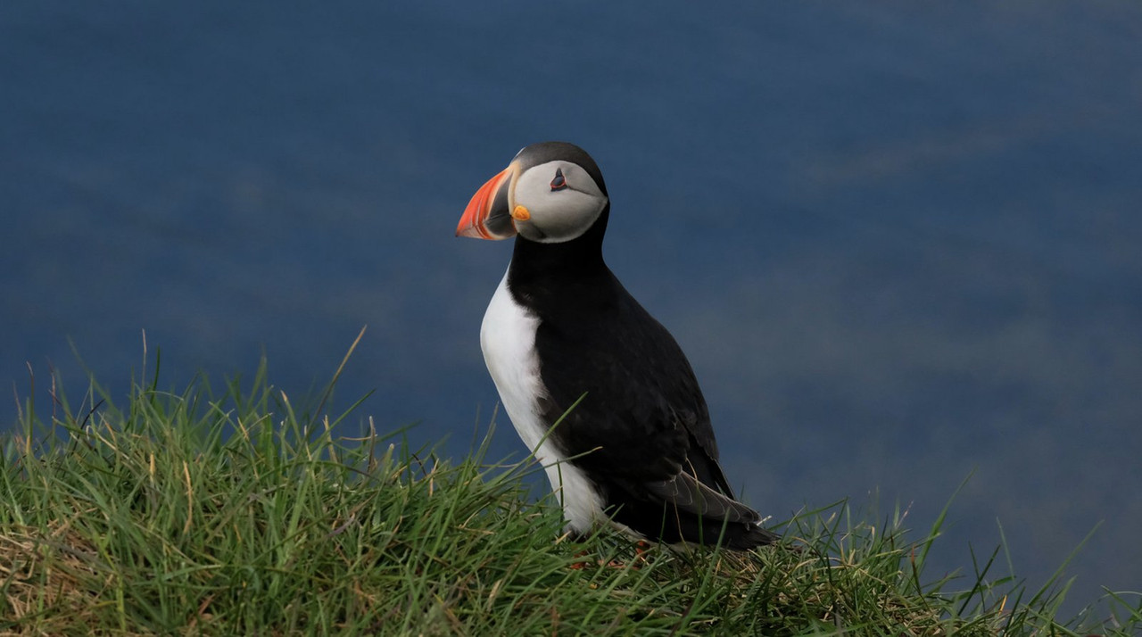 blacknwhite-puffin.jpg