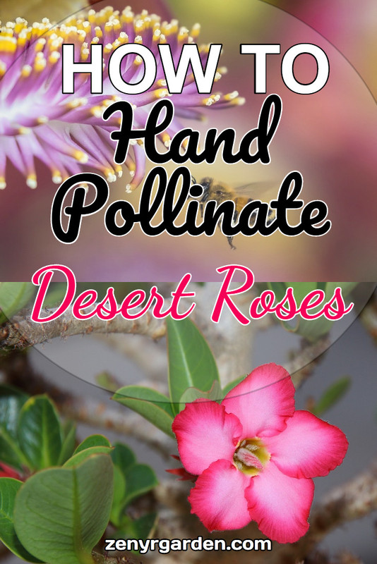 how-to-hand-pollinate-desert-roses.jpg