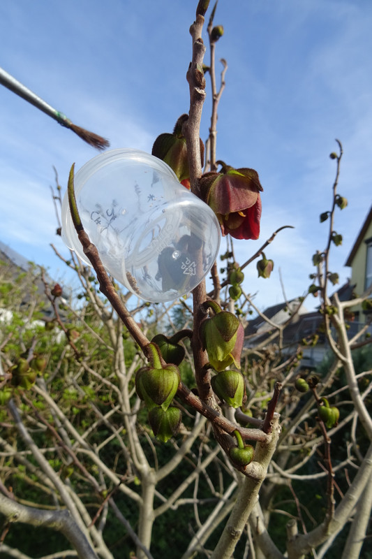 Paw Paw Flowers crossing with Cherimoya Pollen (2)