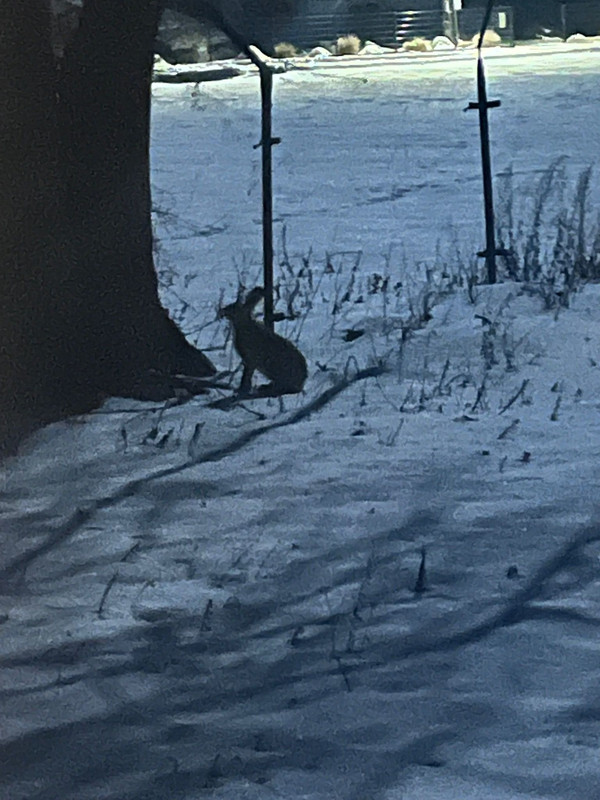 [Obrazek: Untitled(1).jpg]