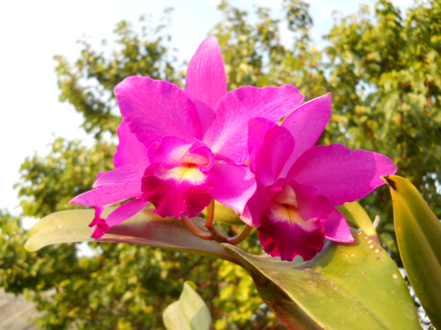 DSCN6285
