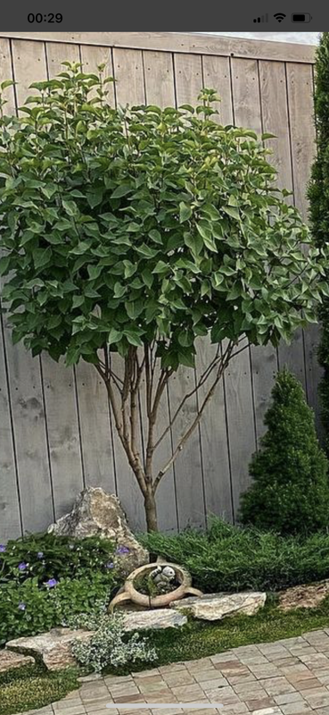 2C1208DC-3C79-4E83-B56B-DEC316F4D8E0