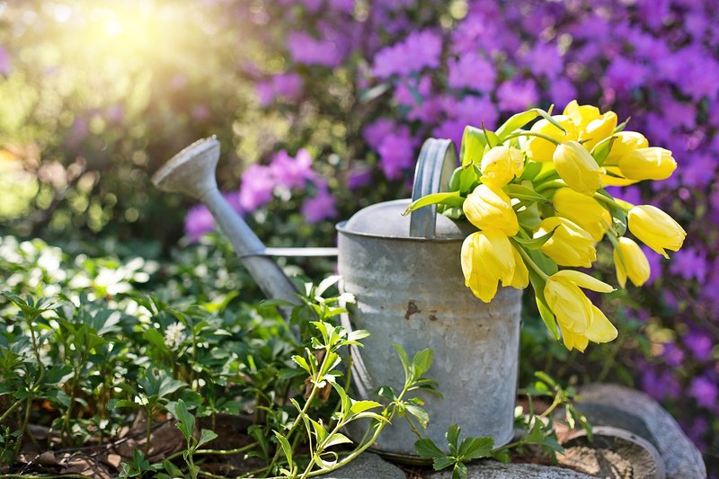 yellow-crocus-watering-can-4206260-1280.jpg