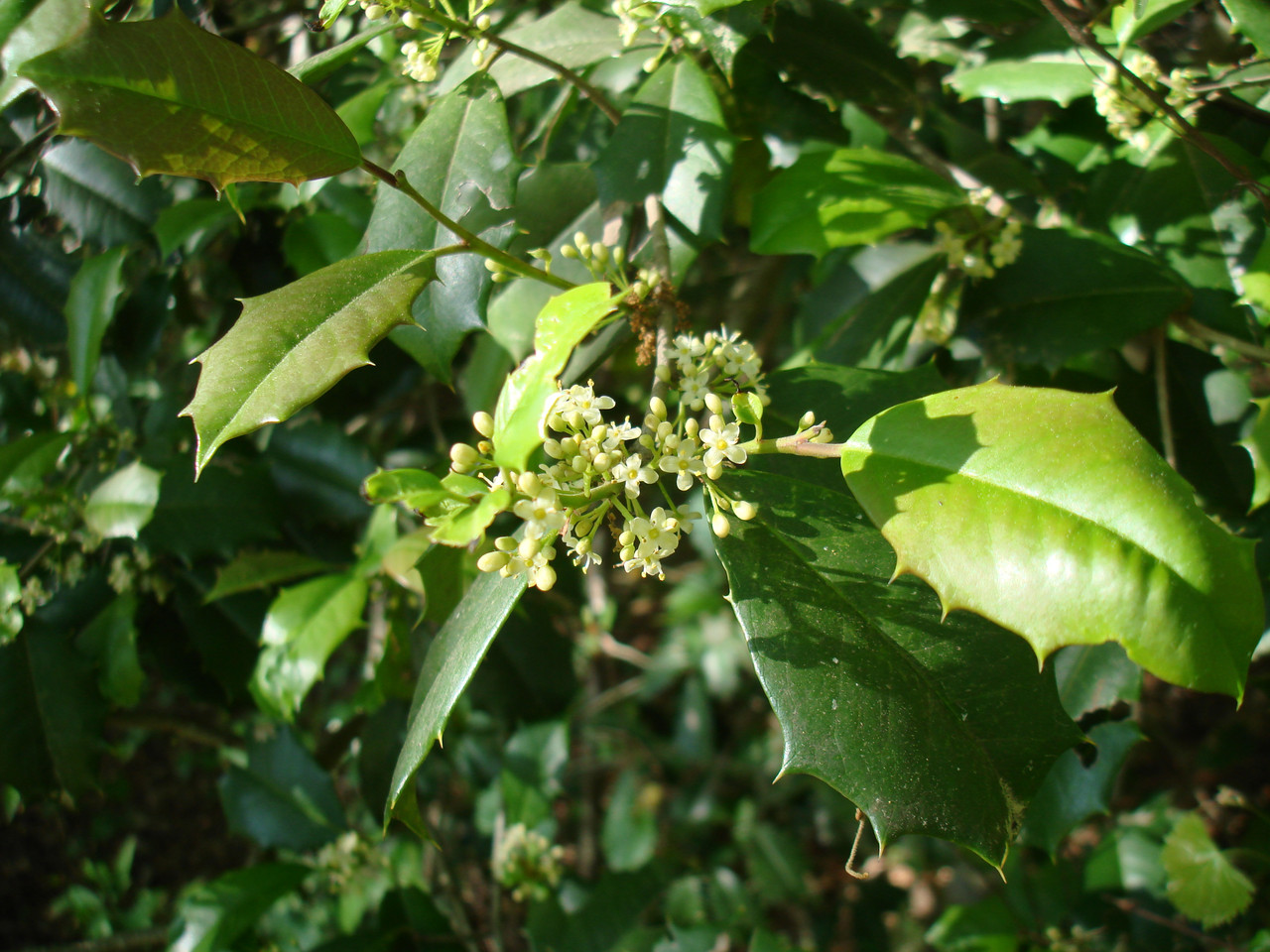 DSC00279