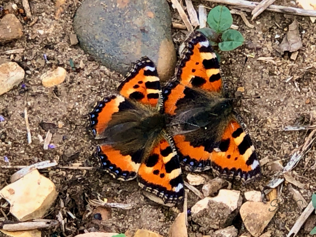 butterflies-woods-HD.jpg