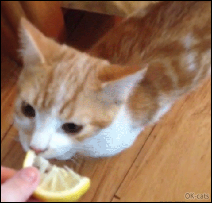 Amazing-Cat-GIF-Kitten-eating-a-lemon-slice-Woah-he-likes-sour-taste-it-s-just-crazy.gif