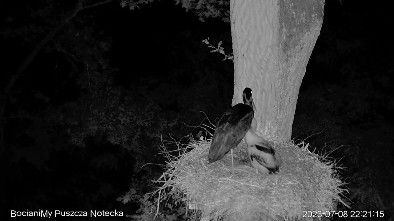 Melnais stārķis Online Puszcza Notecka _ Black stork Online Notecka Forest 12-52-37 screenshot