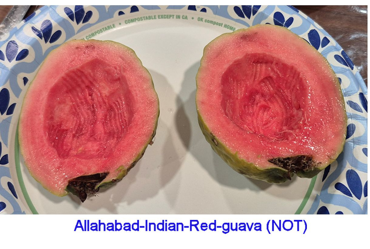 Allahaad India Red(Guava King) NOT pic406