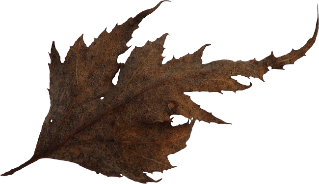 Autumn Witchery (149)