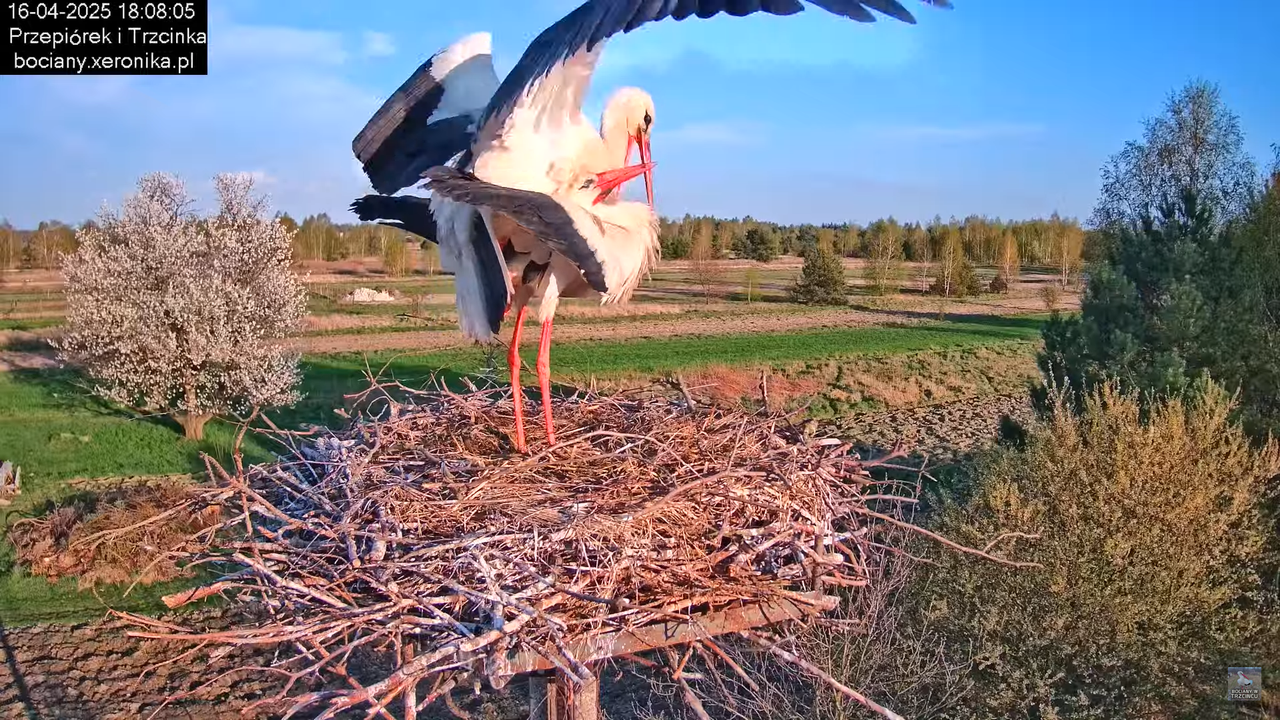 1642025bociany14