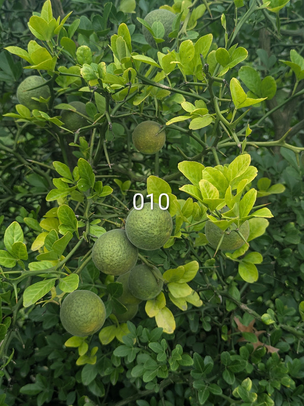 PXL 20260919 190431644 2