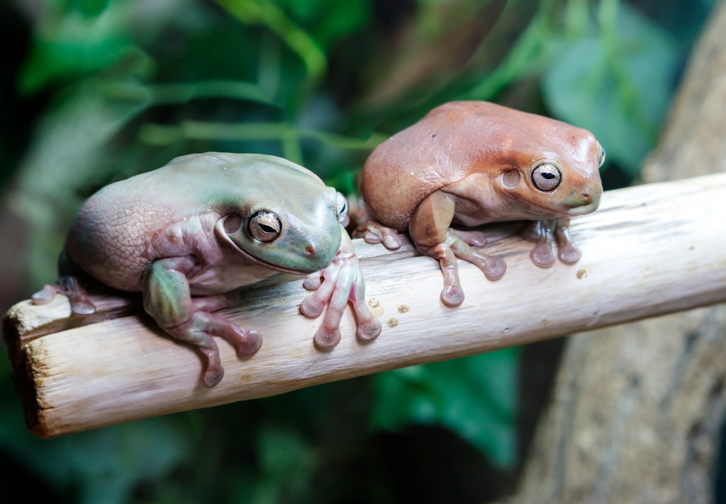 Basic Care: White's Tree Frog, Arizona Exotics