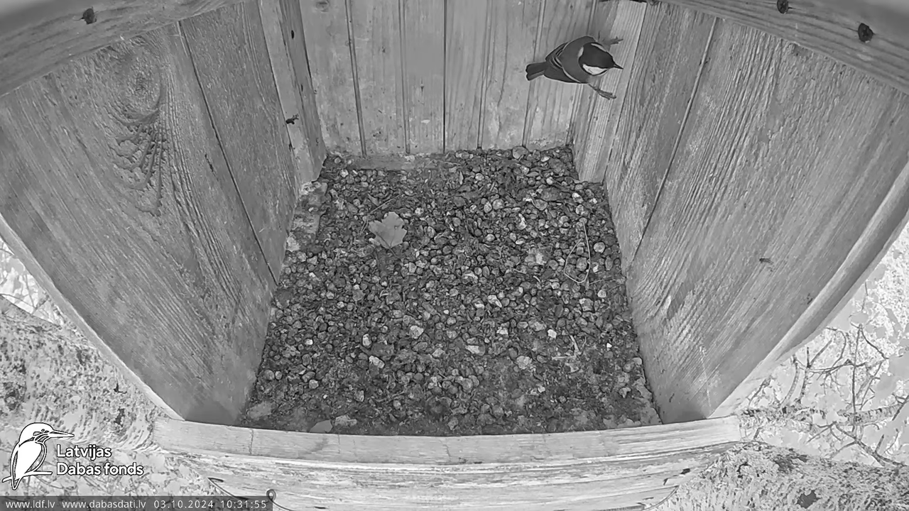 Lauku piekūns Skrīveru apkārtnē 11-46-46 screenshot