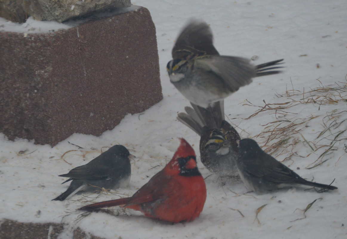 2021-2-15 Birds (6)