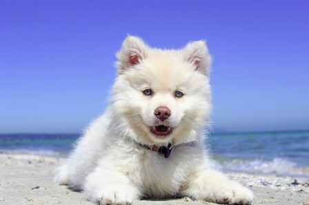 Signs Your Dog Needs to be Neutered