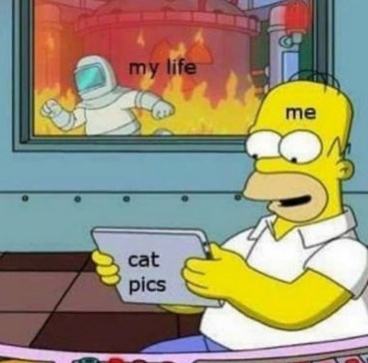 cat-pics-my-life.jpg