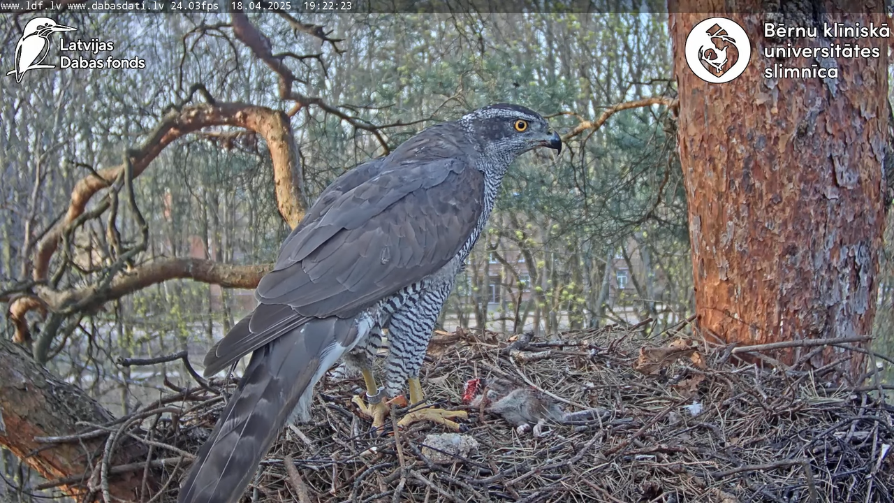 Vistu vanags (Accipiter gentilis) BKUS teritorijā – 2. ligzda 7-46-53 screenshot
