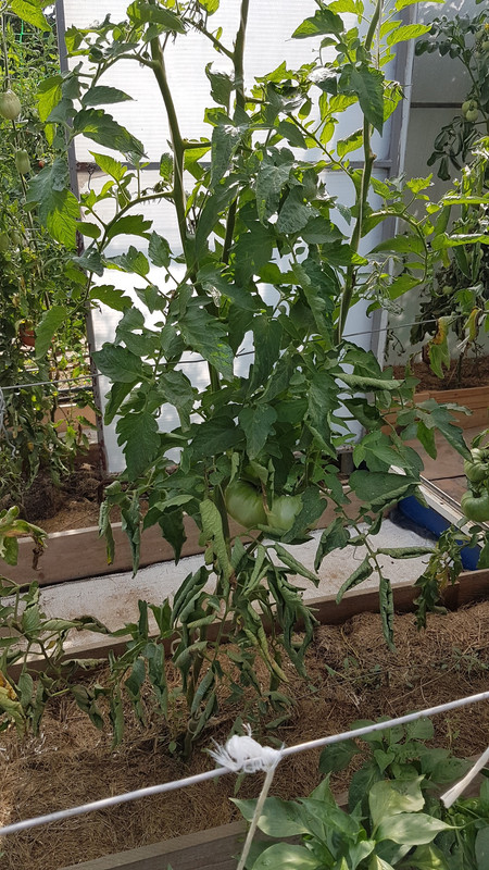 розов20190803_095407