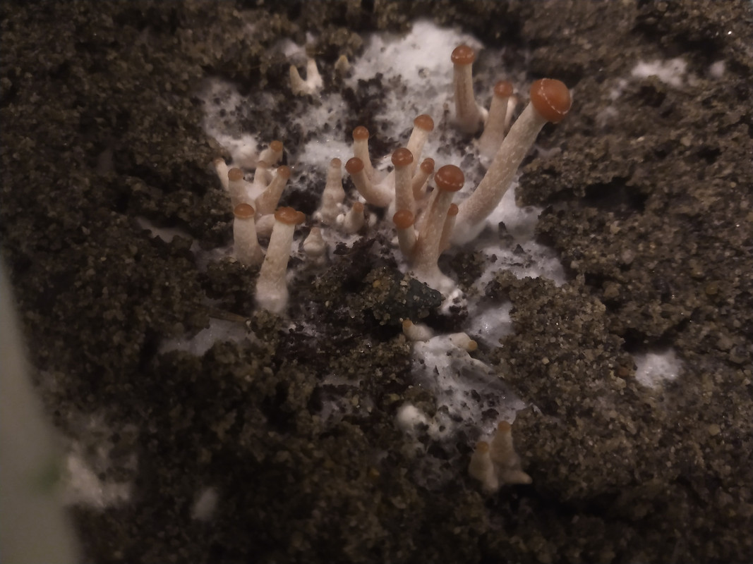 IMG_20201206_064010389