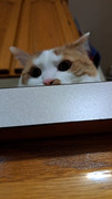 considering-an-attack