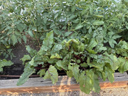 [Image: IMG-9718.jpg]