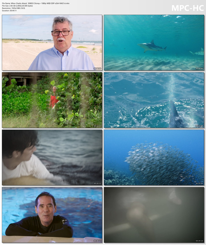 When Sharks Attack  S08E03 Disney  1080p WEB DDP x264-NM21vi.mkv_thumbs