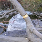 Separata margotta da un Bonsai di acero palmato IMG_20180111_151013
