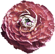 Blossom-Elements-24