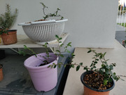 IMG-20210728-211321