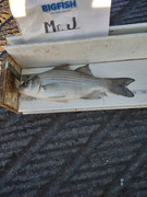 [Image: 13-inch-White-Bass-October-5th-2023-UL.jpg]