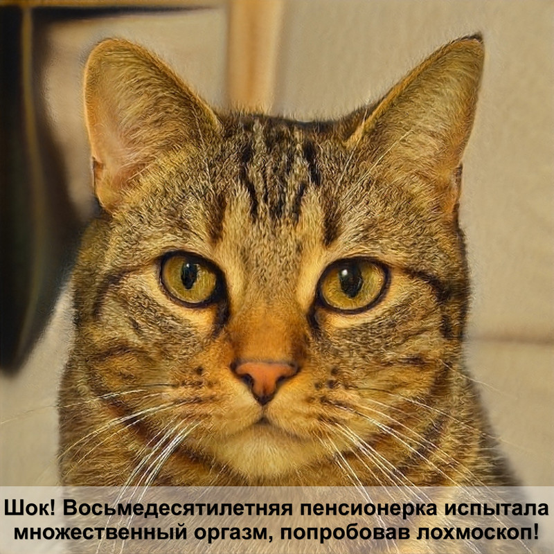 фотографии лысых кошек