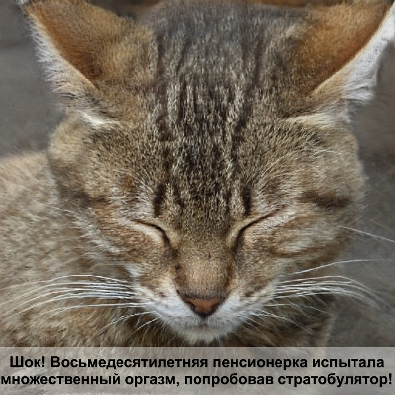 темно коричневый окрас кошки