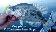 [Image: GULP-CRAPPIE.jpg]