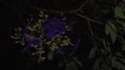 10.3.bad pictures of night flowers III