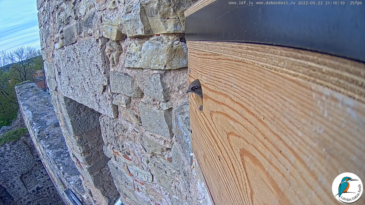 Svīre (Apus apus) Cēsu pils - LDF tiešraide _ Skreja 12-34-25 screenshot